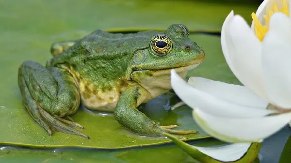 田鸡尽量少吃最好不吃插图1