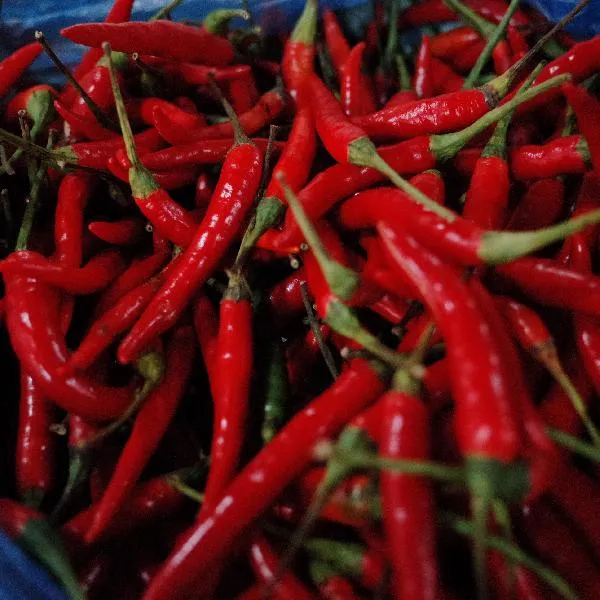 辣椒留根第二年还能用吗插图