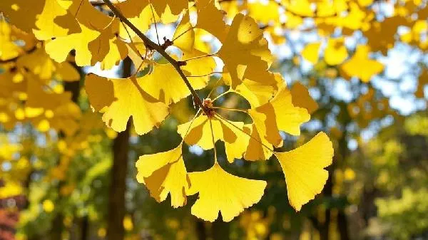 银杏木硬度怎么样插图2