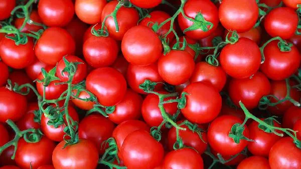 西红柿可以生吃不 西红柿是水果还是蔬菜插图1