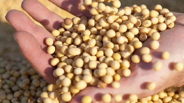 长期吃大豆异黄酮的危害与不适宜人群 解析大豆异黄酮的副作用插图1