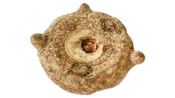 魔芋的碳水含量高吗插图1