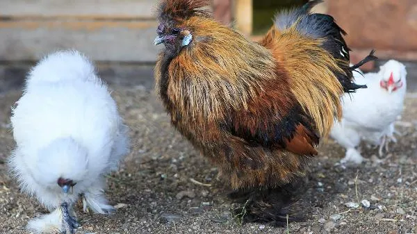 膳食纤维含量高的食物插图1