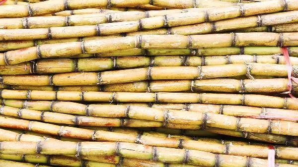 青皮甘蔗和紫皮甘蔗的区别 紫皮甘蔗好还是青皮甘蔗好插图