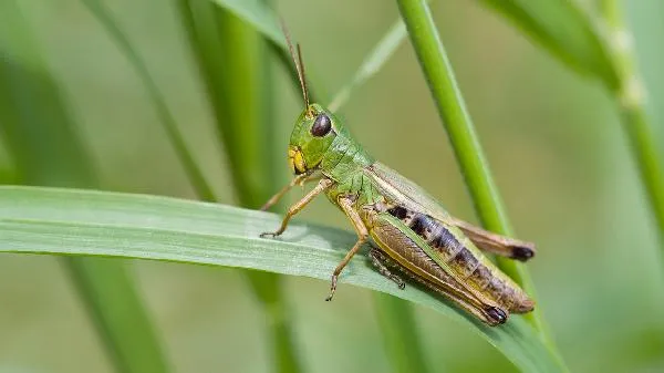 鳝鱼里面有没有寄生虫 鳝鱼有寄生虫怎么办插图