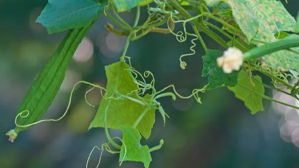 老丝瓜熬水喝能治疗什么病插图