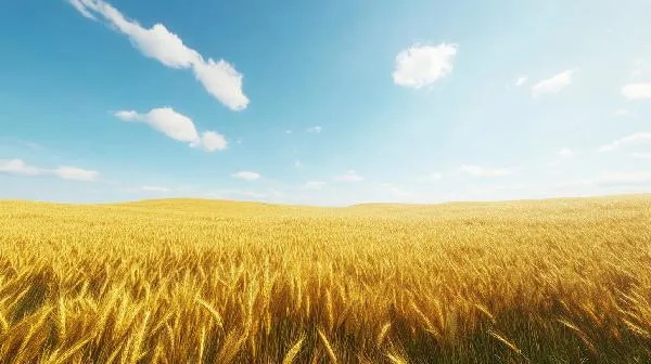 鸽子吃了发霉的粮食怎么补救插图1