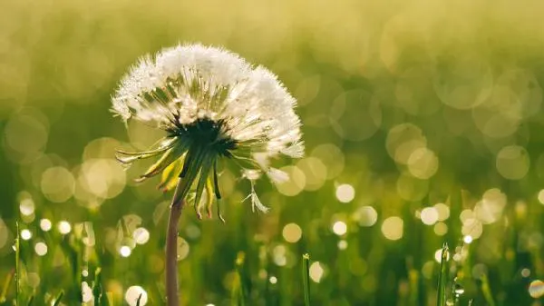 蒲公英有减肥的作用吗插图1