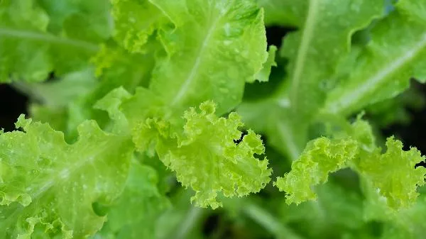 降肌酐的五种蔬菜插图1