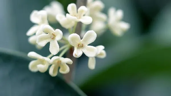 桂花不只是香！中医揭秘：活血化瘀、止痛祛湿，一杯桂花茶竟有这么多神奇功效！插图1