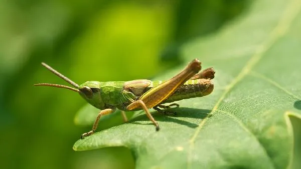 鳝鱼里面有没有寄生虫 鳝鱼有寄生虫怎么办插图1